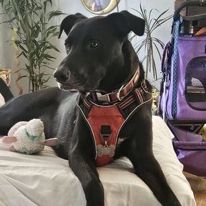 Meet your Posher, Dee